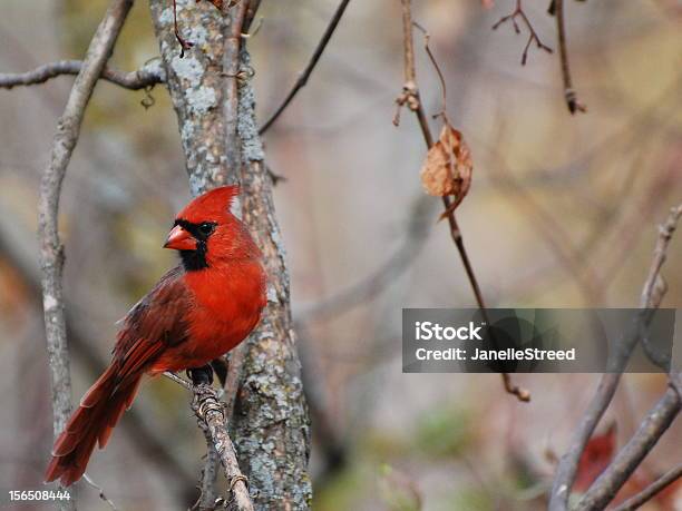 Photo libre de droit de Automne Cardinal banque d'images et plus d'images libres de droit de Automne - Automne, Cardinal - Oiseau, Animal mâle