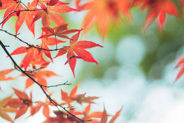 istock Autumn leaves in summer in Kyoto 1565084607