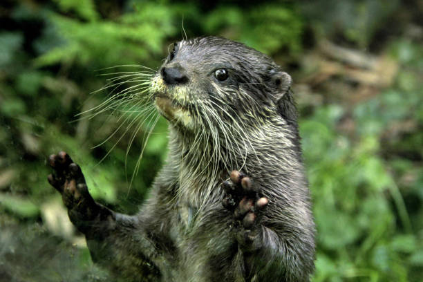 istock Funny European otter 1565085195