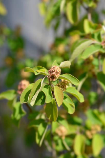 istock Alder-leaved serviceberry Obelisk 1565085351
