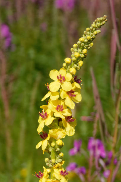 istock Inflorescence of  black mullein (Verbascum nigrum). 1565085368