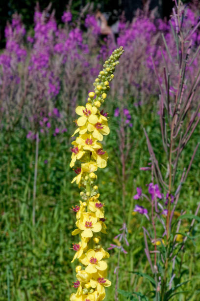 istock Inflorescence of  black mullein (Verbascum nigrum). 1565085394