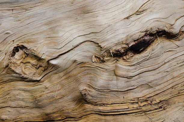 istock Wet wood with knotholes 156508543