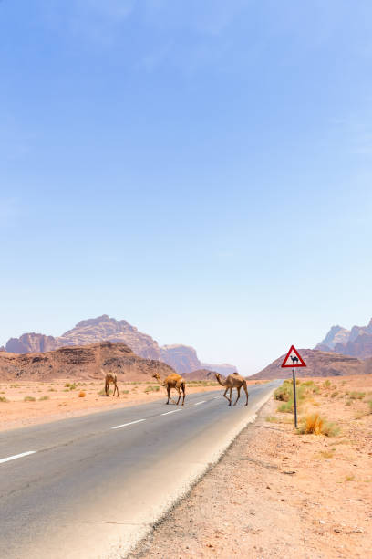 wielbłądy przekraczające drogę w wadi rum, jordania - jordan camel wadi rum arabia zdjęcia i obrazy z banku zdjęć