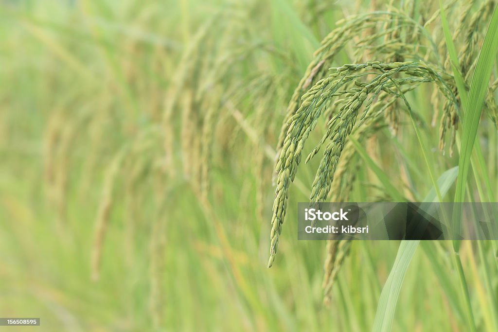 rice Paddy field - Lizenzfrei Extreme Nahaufnahme Stock-Foto