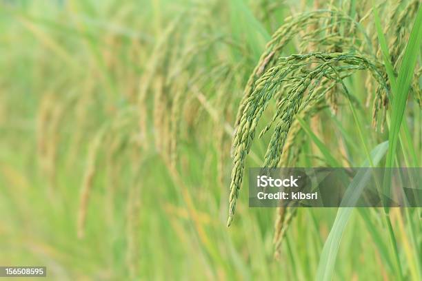 Rice Paddy Field Stockfoto und mehr Bilder von Extreme Nahaufnahme - Extreme Nahaufnahme, Feld, Fotografie