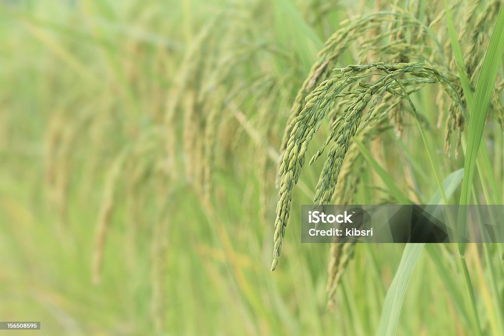Rizière paddy - Photo de Agriculture libre de droits