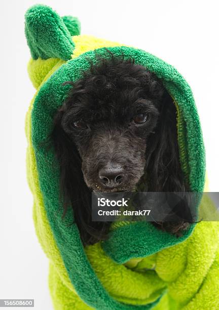 Barboncino Robed Verde - Fotografie stock e altre immagini di Abbigliamento per animali domestici - Abbigliamento per animali domestici, Accappatoio, Animale