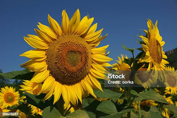 Girasoli - Fotografie stock e altre immagini di Ambientazione esterna - Ambientazione esterna, Blu, Bocciolo