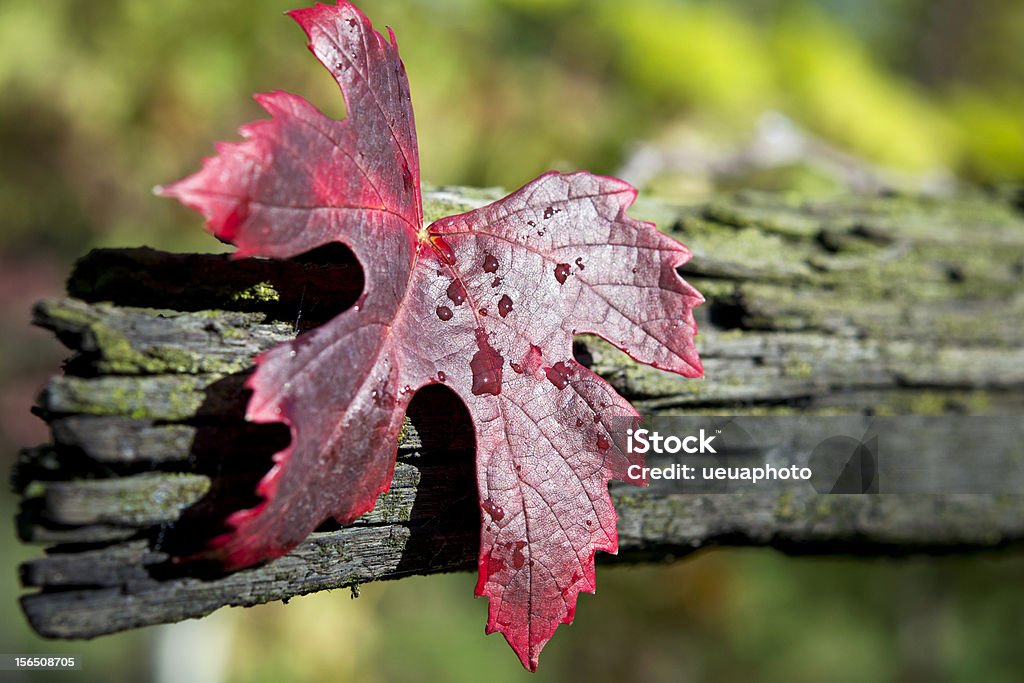 Roter Herbst-Traube verlassen - Lizenzfrei Baum Stock-Foto