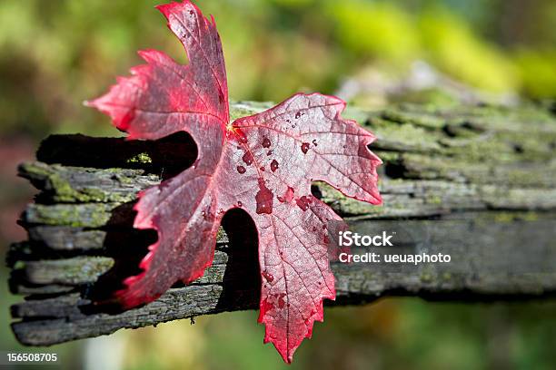 Roter Herbsttraube Verlassen Stockfoto und mehr Bilder von Baum - Baum, Bildhintergrund, Blatt - Pflanzenbestandteile