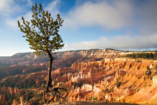 Tree standing on the edge of a canyon in Bryce canyon NP