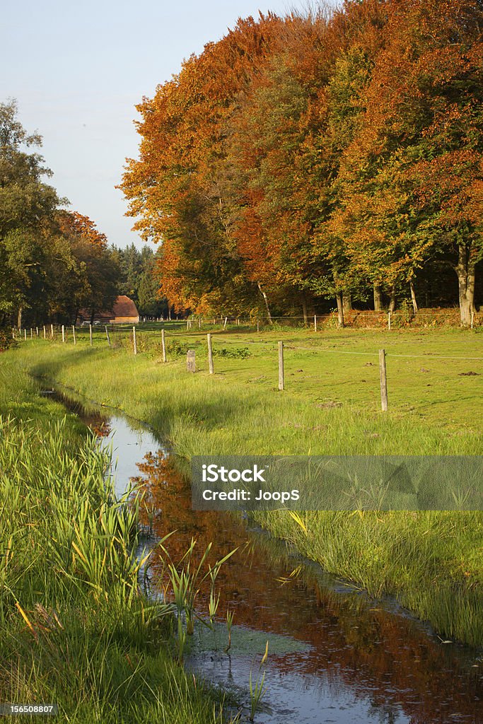 Autumn Colors Forest with vibrant autumn colors in The Netherlands Autumn Stock Photo