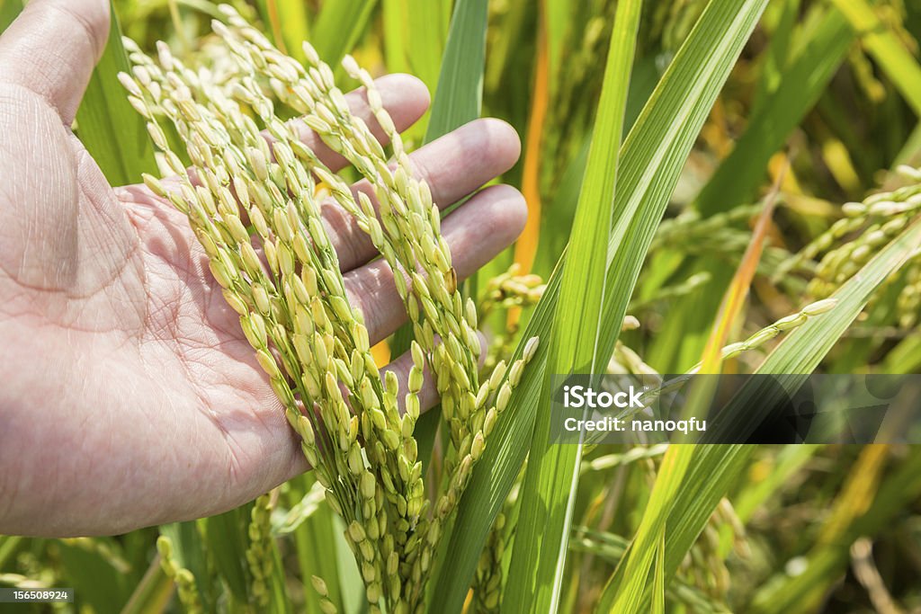rice à l'automne - Photo de Agriculteur libre de droits