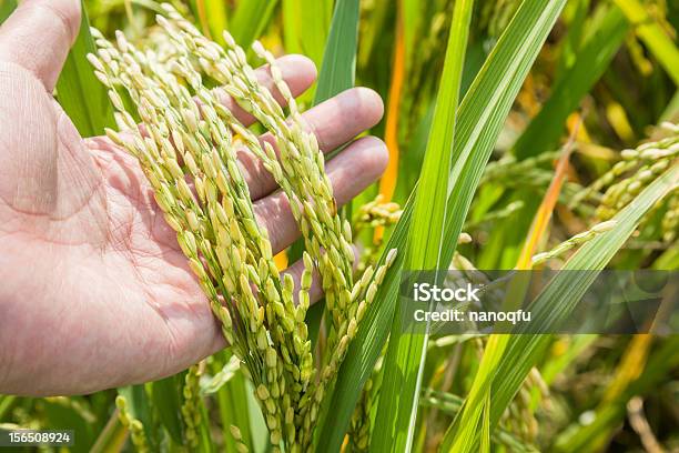 Foto de Arroz No Outono e mais fotos de stock de Agricultor - Agricultor, Agricultura, Arroz - Alimento básico