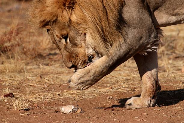 Männliche Löwe heben ein Stück Fleisch – Foto