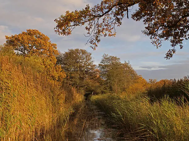 Autumn trees and dykes in Woodwalton fen nature reserve. Part of ‘The Great Fen Project’, that aims to restore over 3000 hectares of fenland habitat between Huntingdon and Peterborough.