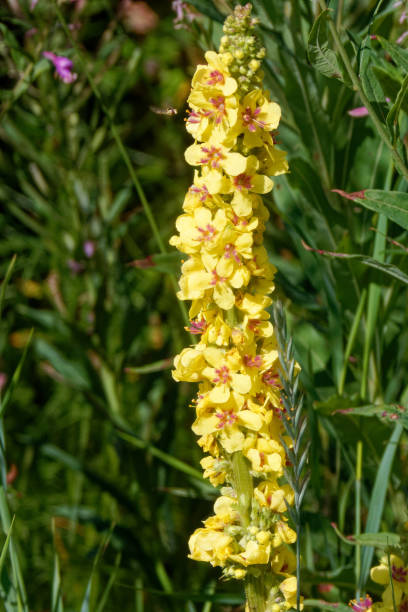 istock Inflorescence of  black mullein (Verbascum nigrum). 1565089624
