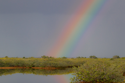Hiking and Exploring Central Florida Wetlands. Rainbow over Mangrove Forests in Central Florida Wetlands