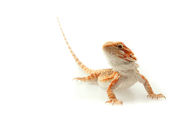 lézard dragon barbu isolé sur blanc - reptile photos et images de collection