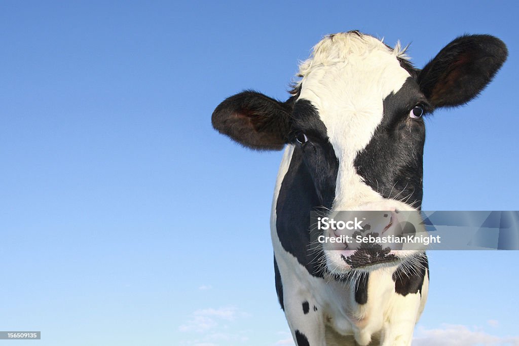 Curioso holstein Vaca - Royalty-free Vaca Foto de stock