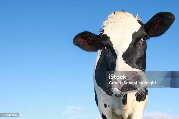 Curioso Holstein Vaca - Fotografias de stock e mais imagens de Vaca - Vaca, Gado de Leite, Gado Holstein-Friesian