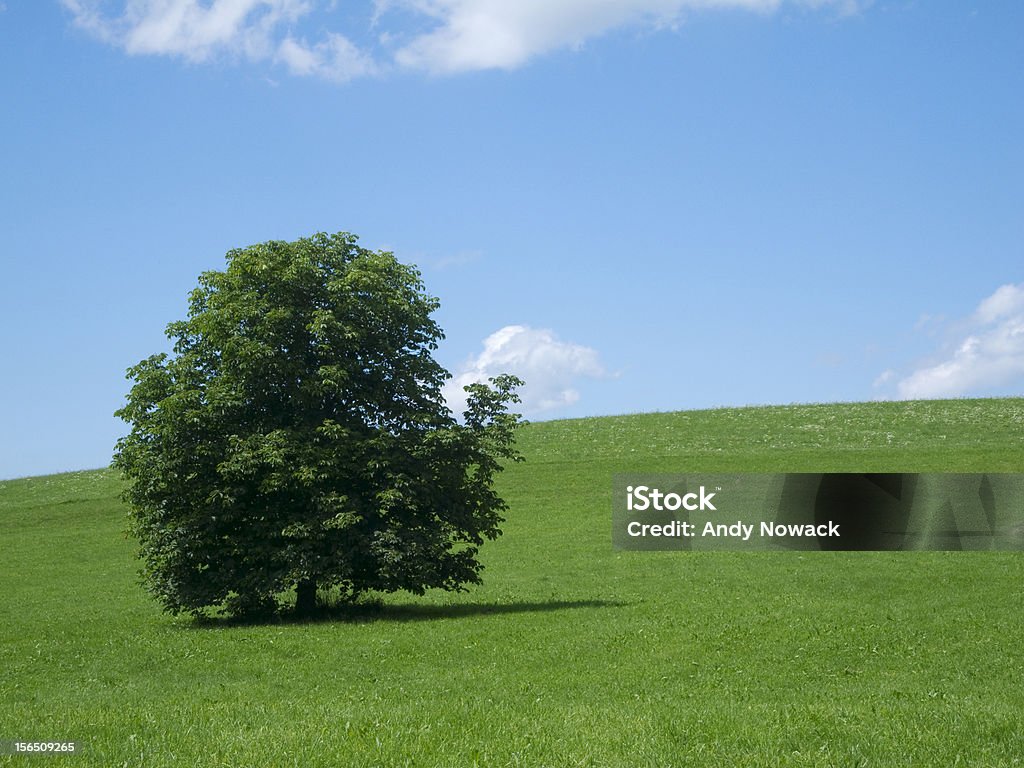 Prado y árbol sky - Foto de stock de Aire libre libre de derechos