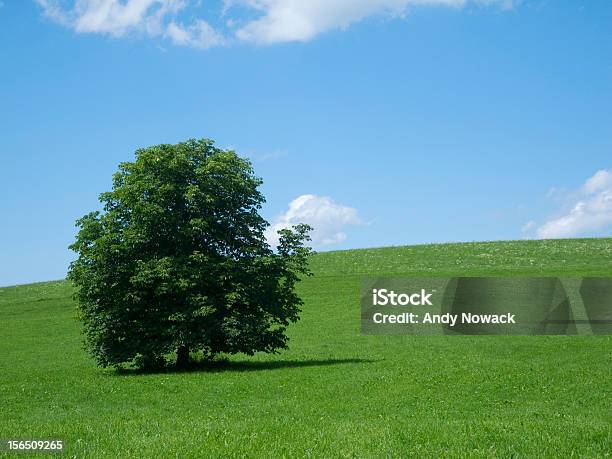 Prado Y Árbol Sky Foto de stock y más banco de imágenes de Aire libre - Aire libre, Ajardinado, Azul