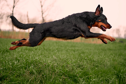 Beauceron Dog. Beauce Sheep Dog. FCI goup 1, FCI-Standard 44, A French originated shepherd dog. France Dog. www.kurtpas.com