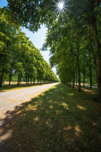 on sunny day in summer