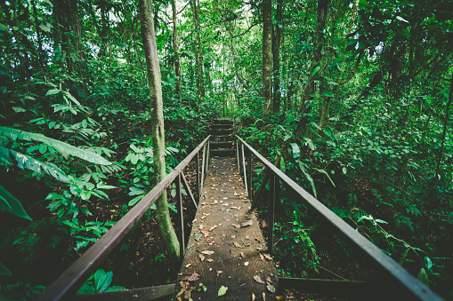 obsolete bridge in the rainforest of costa rica.