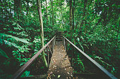 obsolete bridge in the rainforest