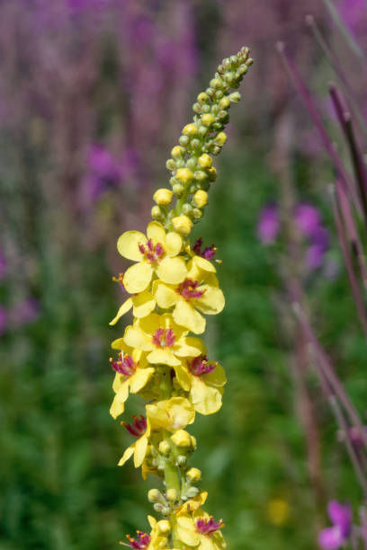 istock Inflorescence of  black mullein (Verbascum nigrum). 1565098892