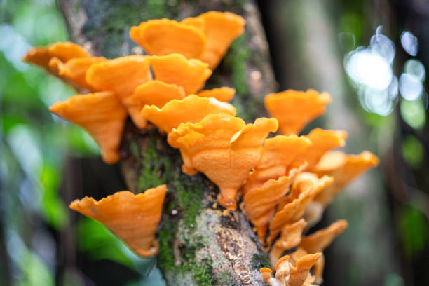 istock Bright orange mushroom growth on tree trunk. 1565099441