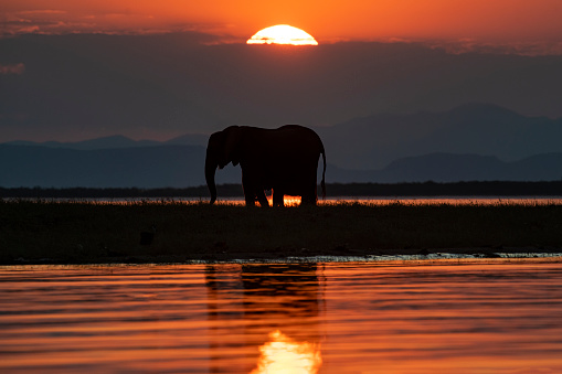 A large African elephant (Loxodonta africana) in foreground of an African sunset. Lake Kariba, Zimbabwe
Botswana, Africa.