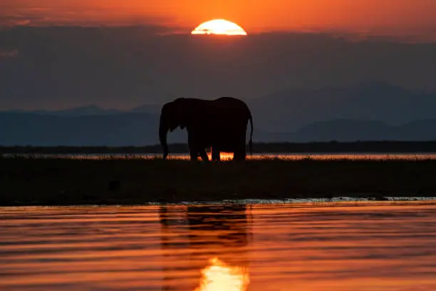 Photo of African Elephant in front of the sunset