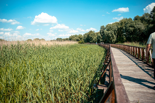 Footbridge over the green bamboo plants in swamp water