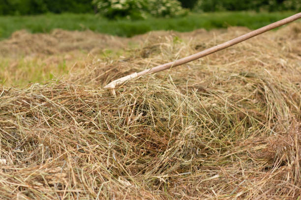 istock Man farmer turns the hay with a hay fork 1565124055