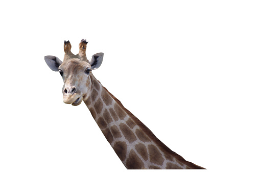 Impressive giraffe stock photo - cropped and ideal for your creative projects