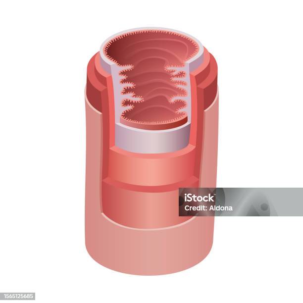 Illustration Of The Anatomical Structure Of The Esophagus Stock Biology Diagrams