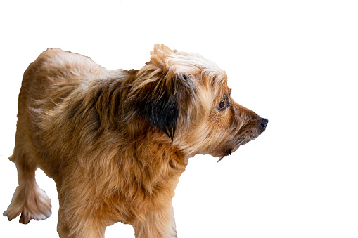 Norfolk terrier dog single on transparent background