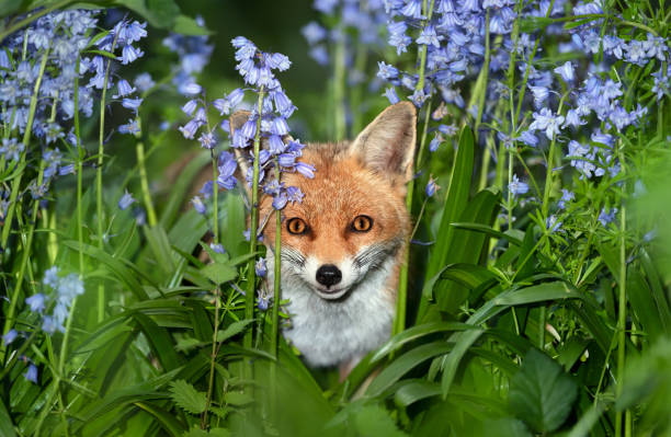 istock Close-up of a red fox amongst bluebells in spring 1565145488