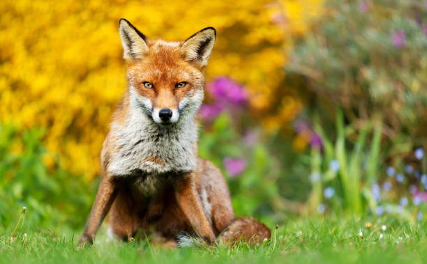 istock Red fox sitting on green grass with flowers at the background 1565145497