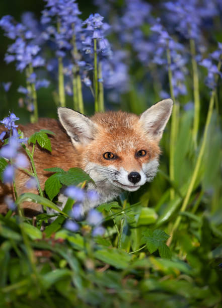 istock Red fox amongst bluebells in spring 1565147173