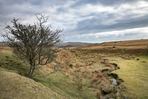 istock Surviving tree next to stream on Dartmoor 1565148307