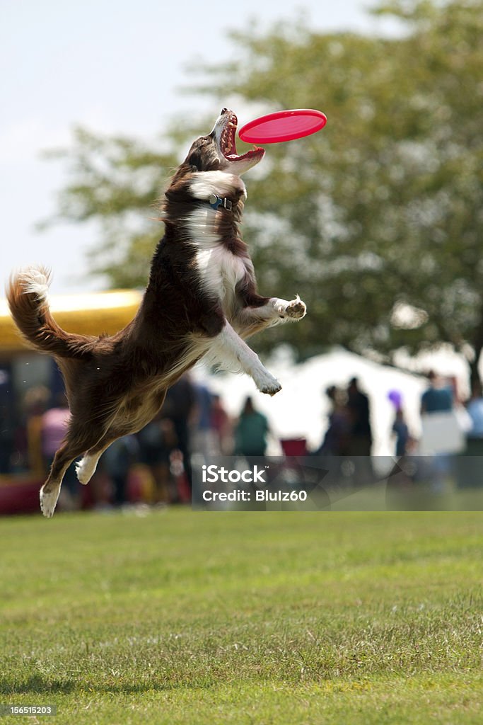 Chien sauter et ouvre la bouche large pour regarder un Frisbee - Photo de Animal de spectacle libre de droits