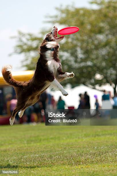 Photo libre de droit de Chien Sauter Et Ouvre La Bouche Large Pour Regarder Un Frisbee banque d'images et plus d'images libres de droit de Animal de spectacle