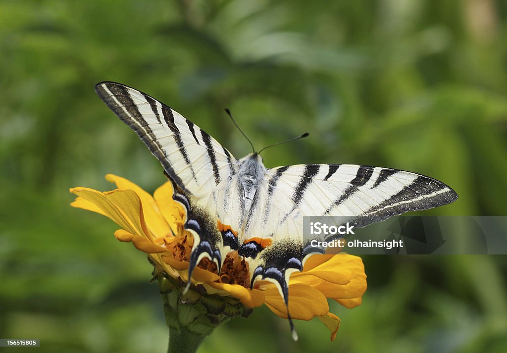 나비 앉아 백일홍 - 로열티 프리 Scarce swallowtail Butterfly 스톡 사진