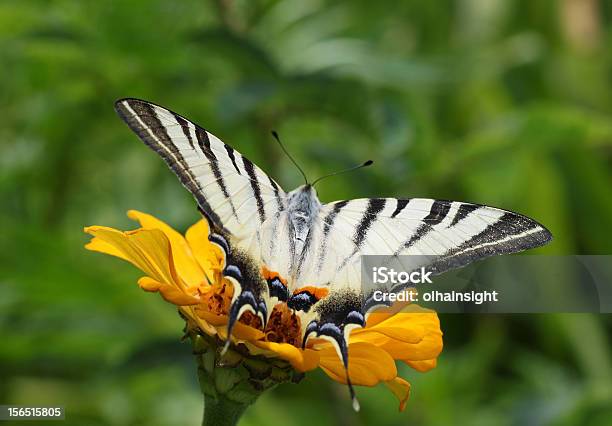 Foto de Borboleta Sentado Na Zínia e mais fotos de stock de Aberto - Aberto, Amarelo, Animal