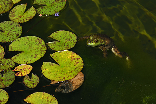 American bullfrog (Lithobates catesbeianus) and water lilies in a Connecticut garden pond, summer. Note the play of light in the bottom of the pond, upper right. This effect is known as caustic light.